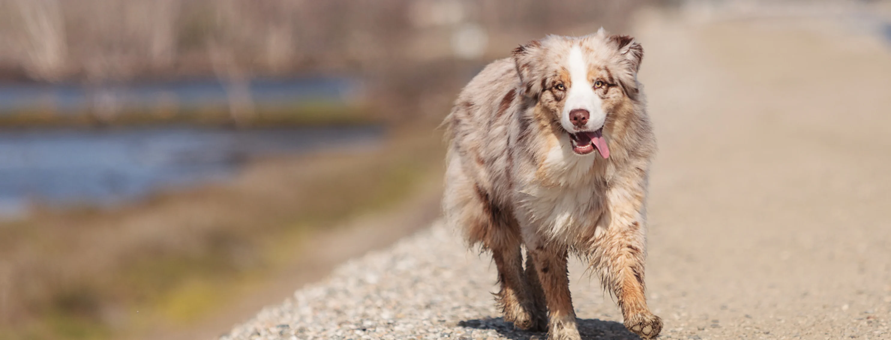 Australian shepherd walking along a dirt road next to water in the New England Region on the United States